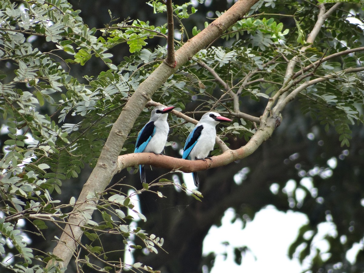 Woodland Kingfisher - ML617816930