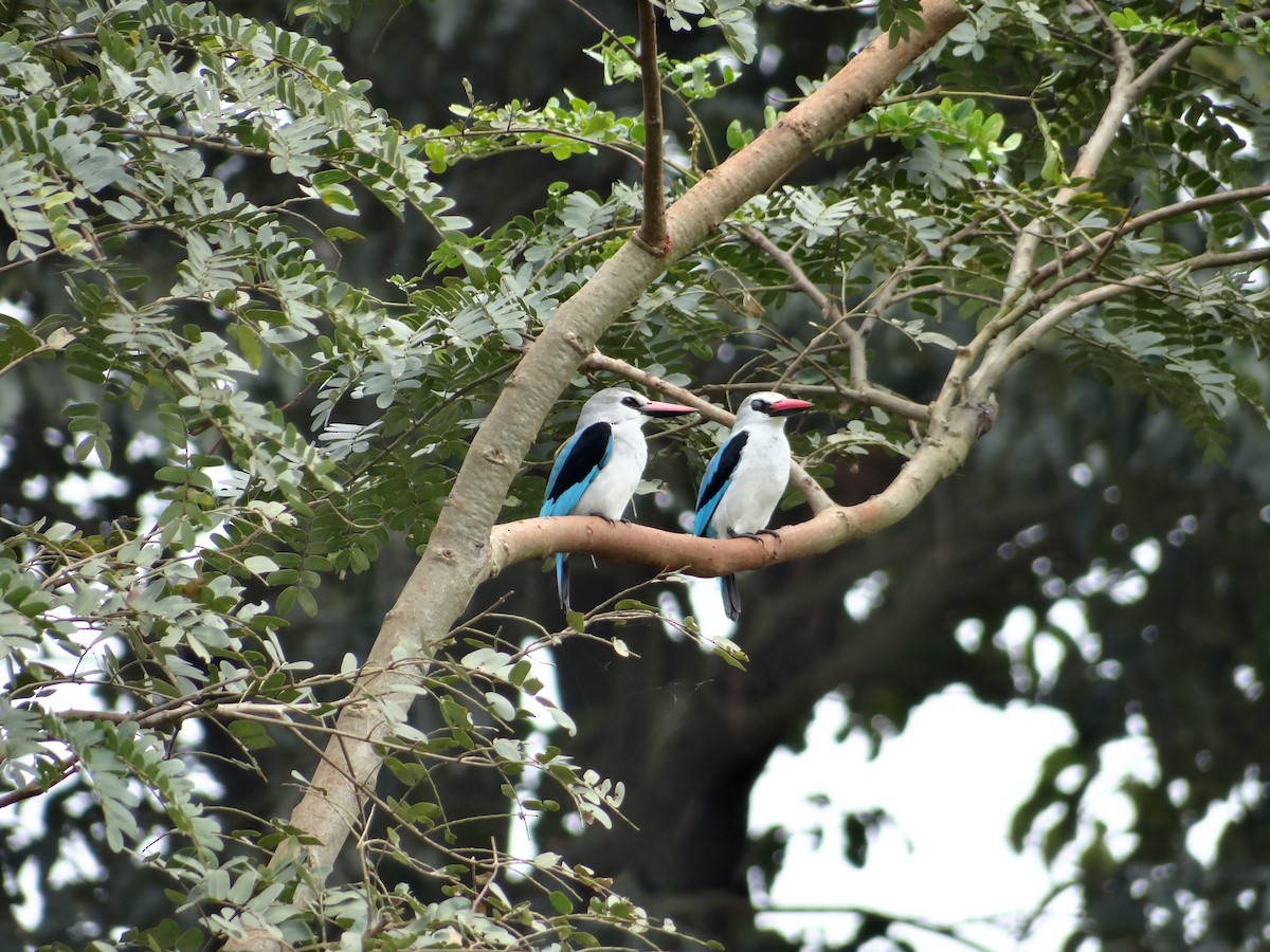 Woodland Kingfisher - ML617816931