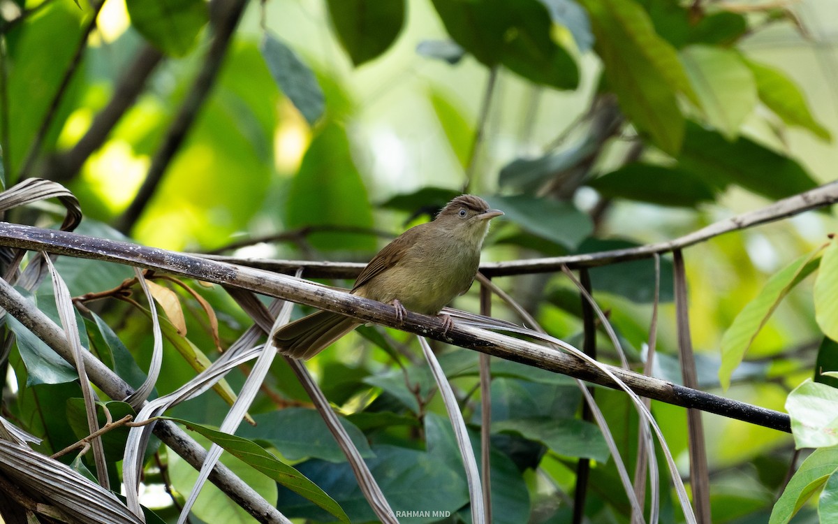 Bulbul de Carlota - ML617816933