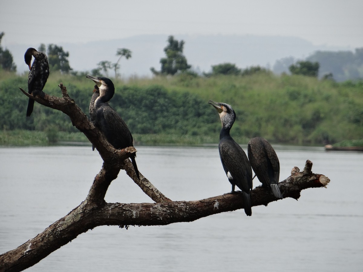 Great Cormorant - ML617816936