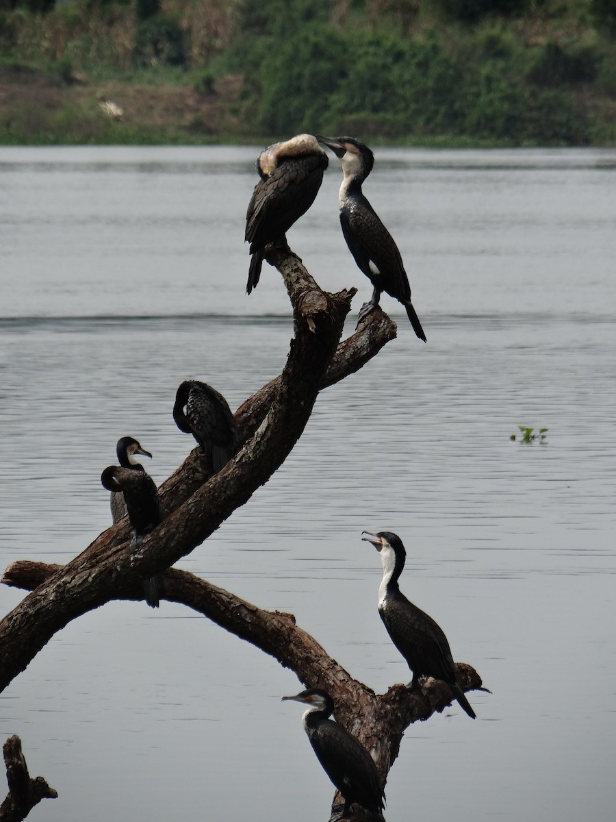 Great Cormorant - ML617816937