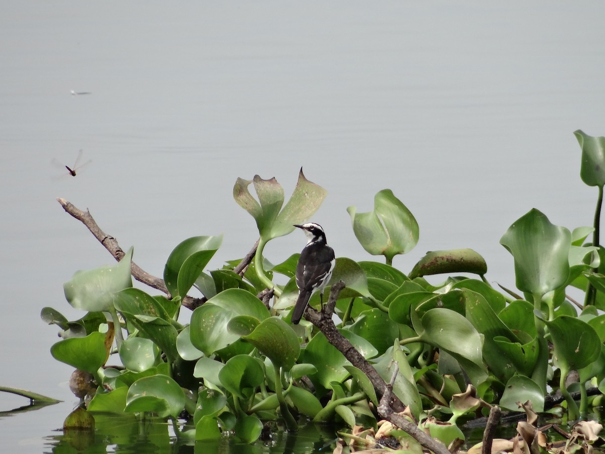 African Pied Wagtail - ML617816940