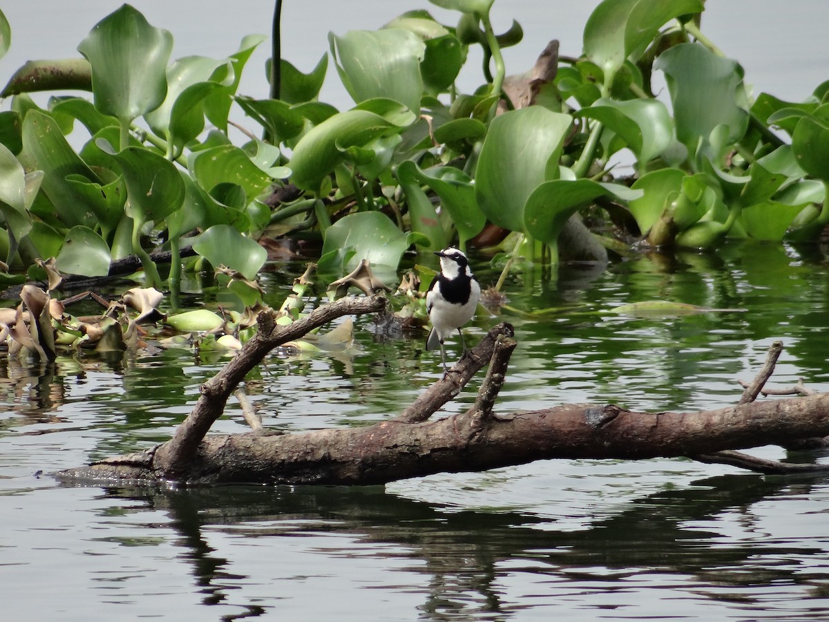 African Pied Wagtail - ML617816941