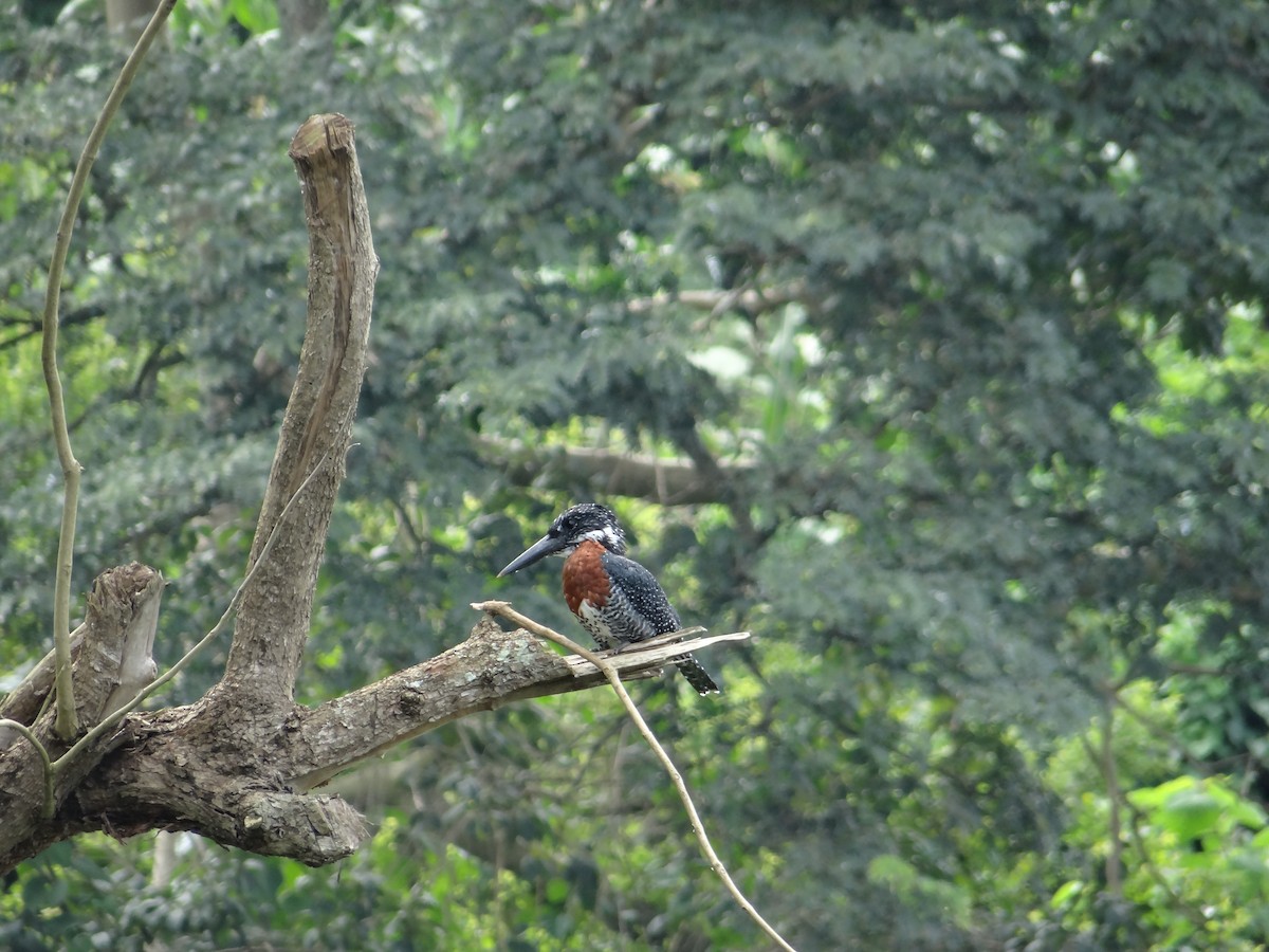 Giant Kingfisher - Miguel Angel Benedicto