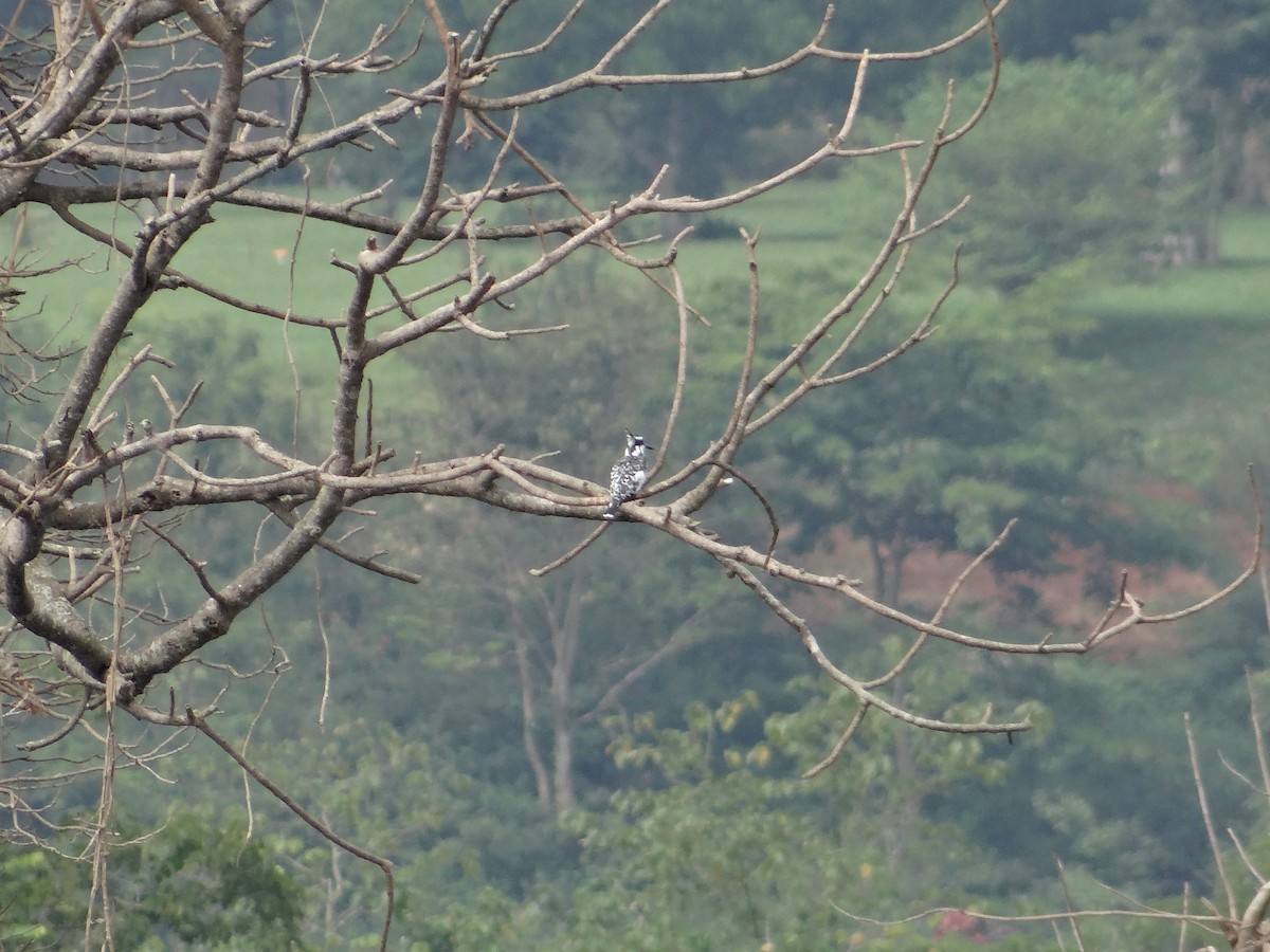 Pied Kingfisher - ML617816945
