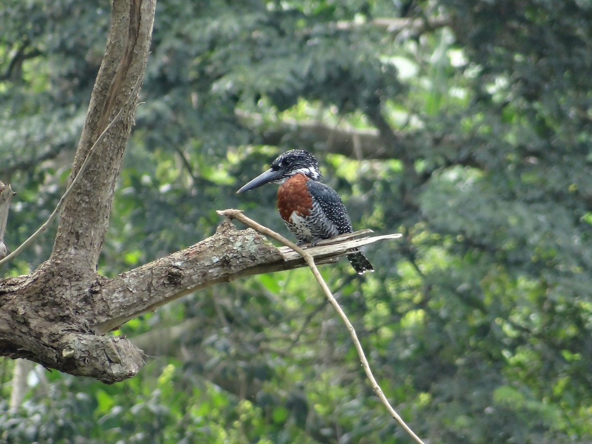 Giant Kingfisher - ML617816963