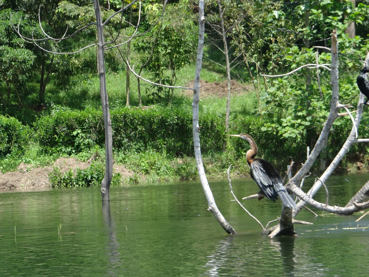 African Darter - Miguel Angel Benedicto