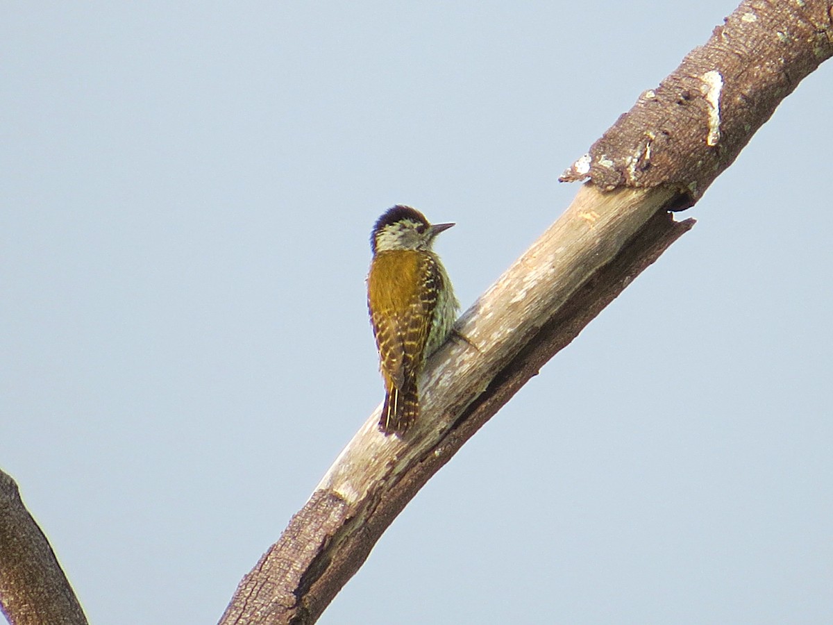 Cardinal Woodpecker - ML617816992