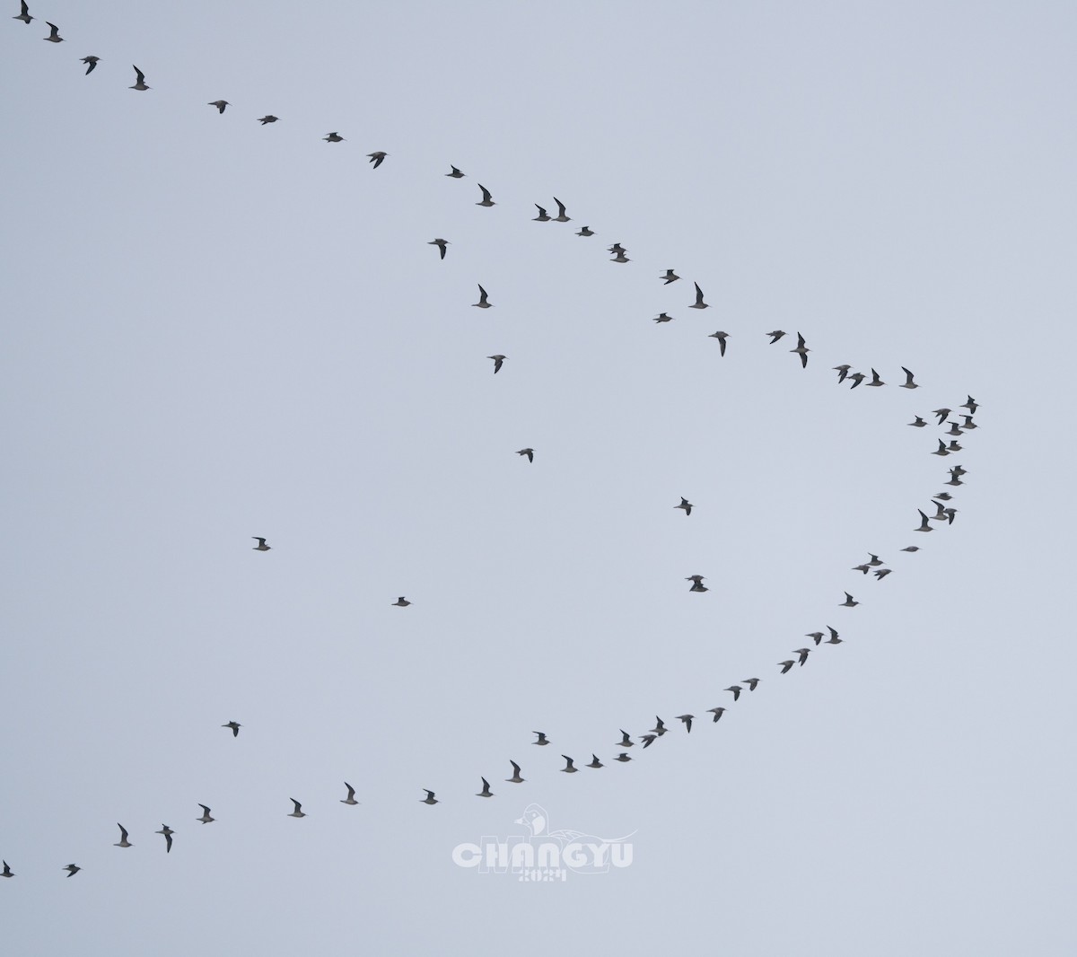 Little Curlew - ML617816997