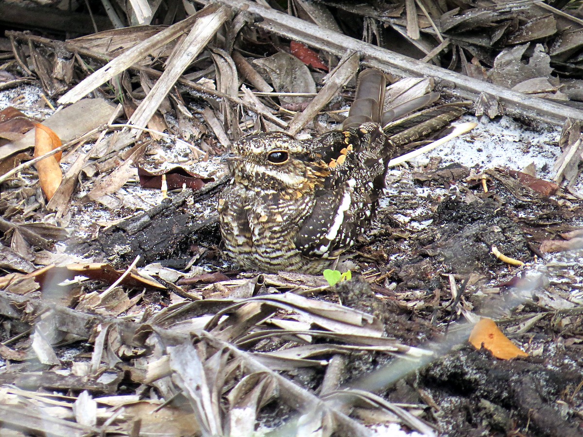 Square-tailed Nightjar - Andrew Cauldwell