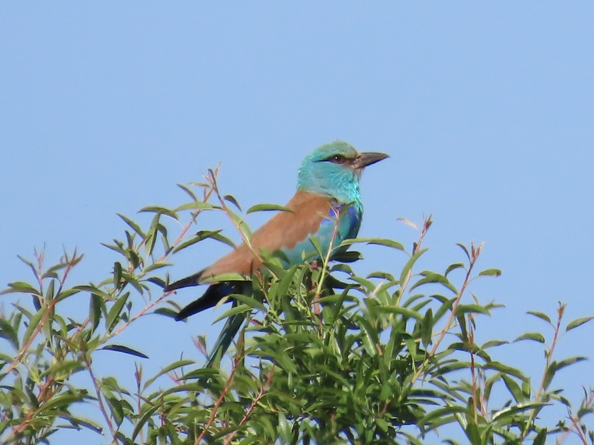 European Roller - ML617817038