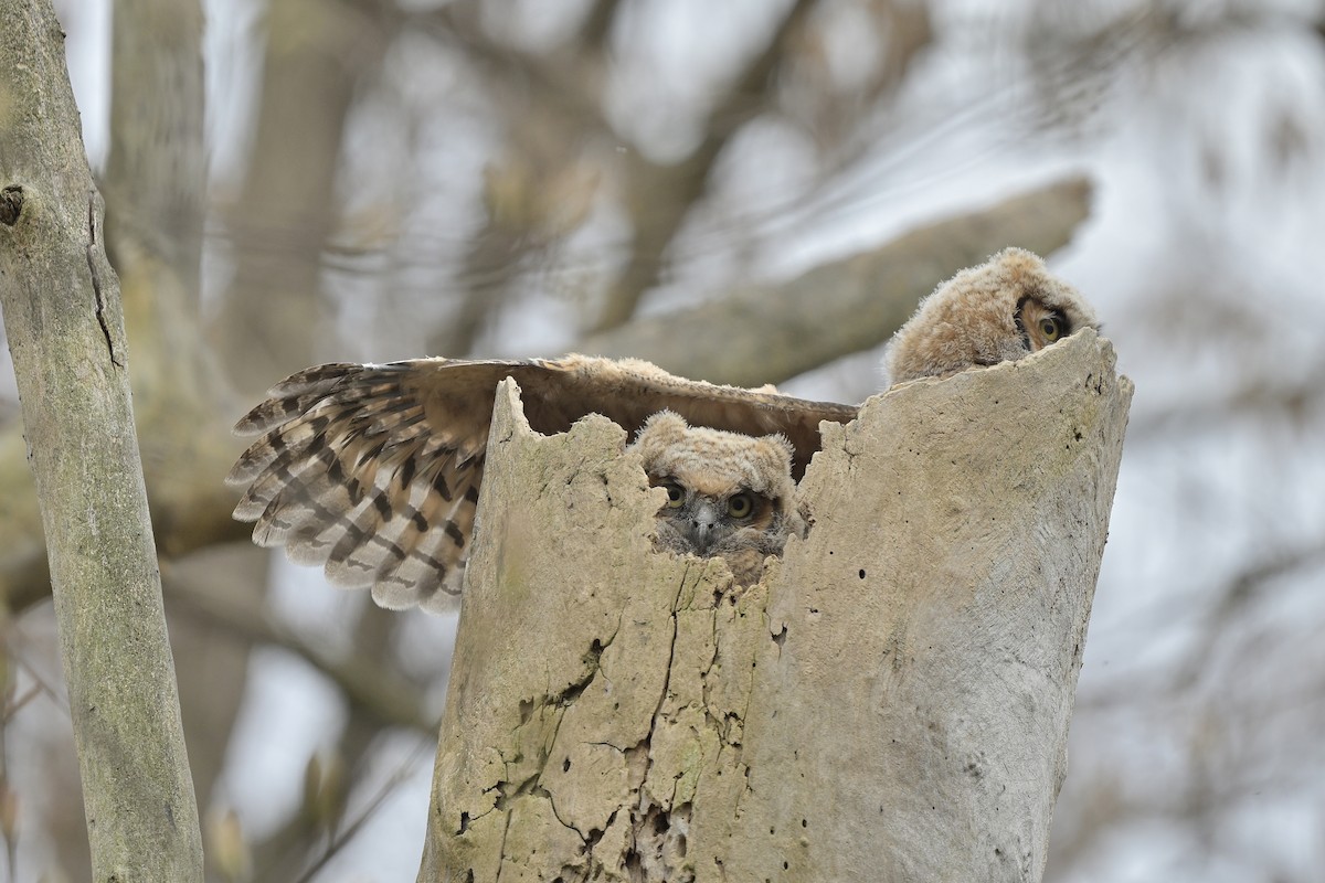 výr virginský - ML617817039