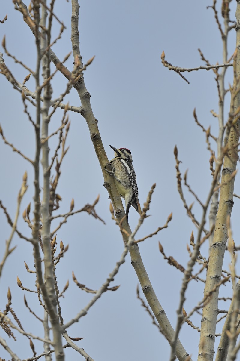 datel rudohrdlý - ML617817043