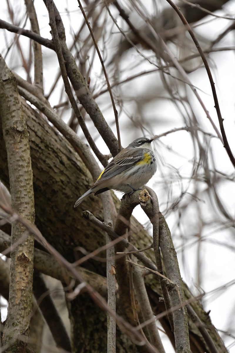 lesňáček žlutoskvrnný - ML617817046