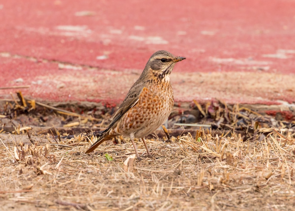 Naumann's Thrush - ML617817059