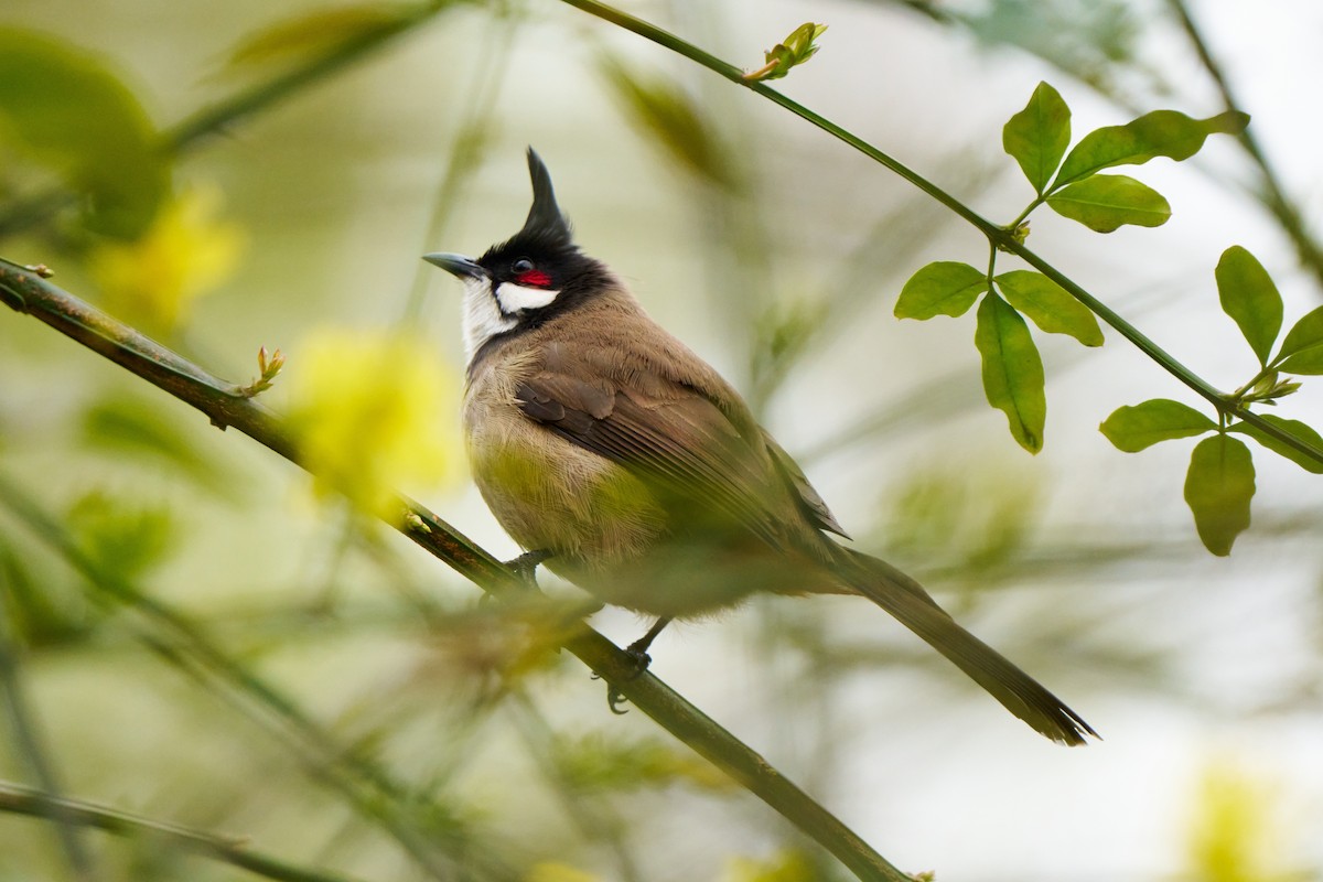 Red-whiskered Bulbul - Pete Yang