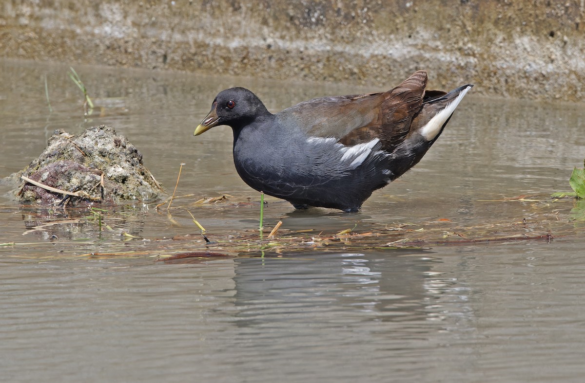 Eurasian Moorhen - ML617817073