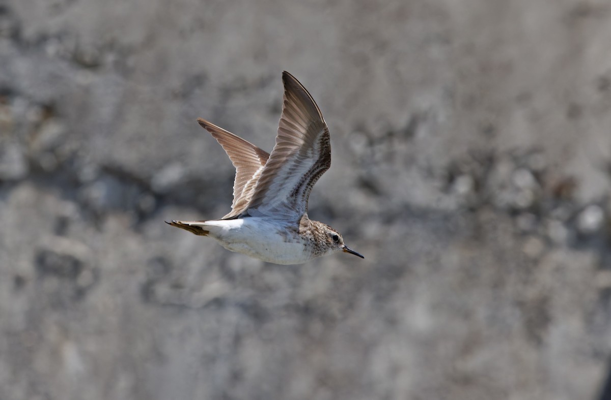 Long-toed Stint - ML617817075