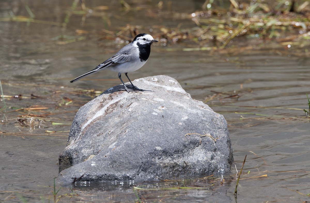 White Wagtail (ocularis) - ML617817079