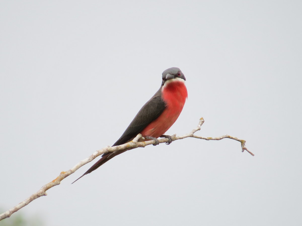 Rosy Bee-eater - ML617817080