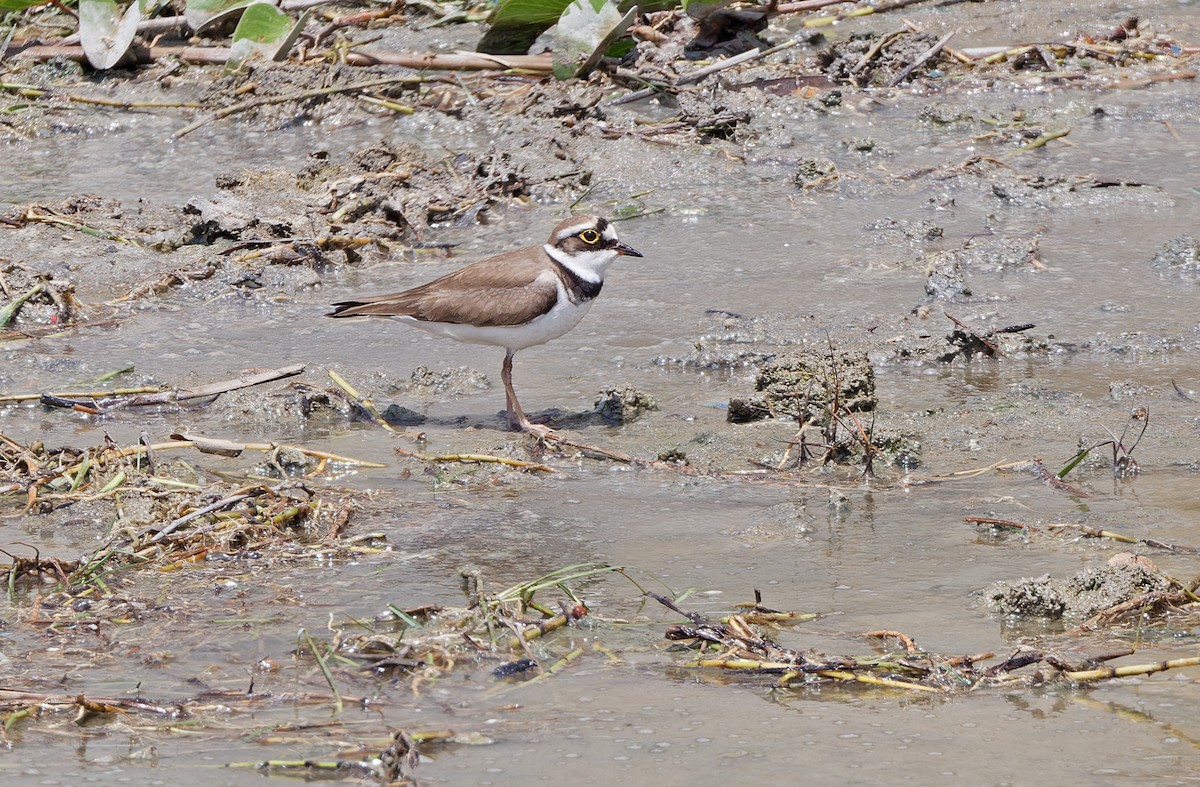 Little Ringed Plover - ML617817084