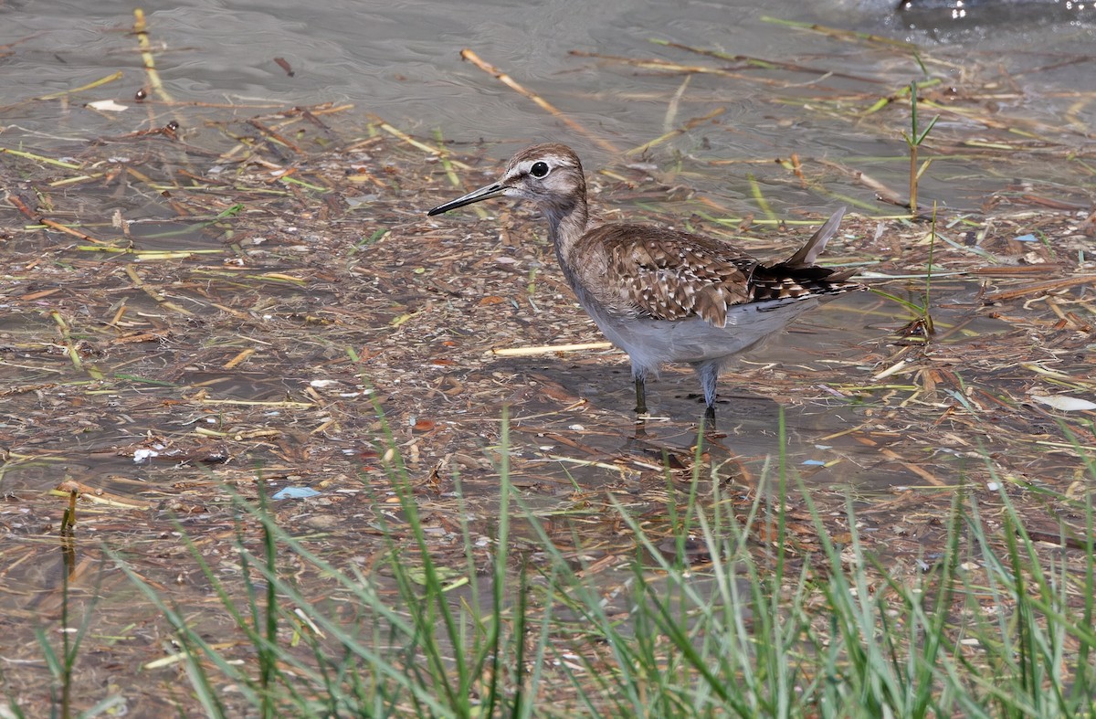 Wood Sandpiper - ML617817085