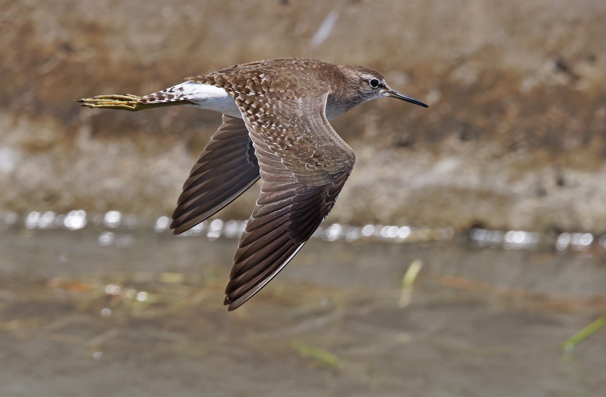 Wood Sandpiper - Robert Hutchinson