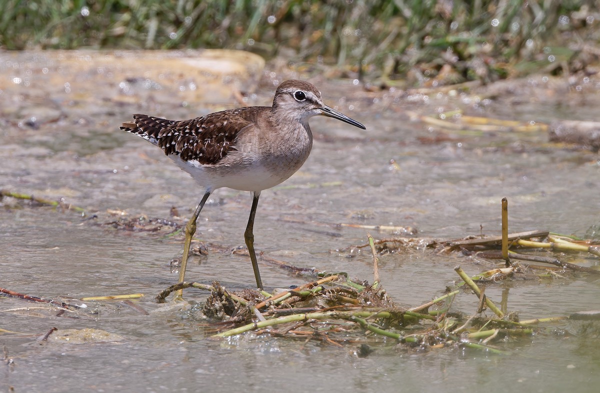 Wood Sandpiper - ML617817087