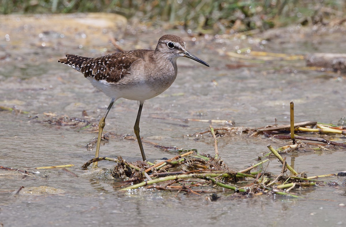 Wood Sandpiper - ML617817088