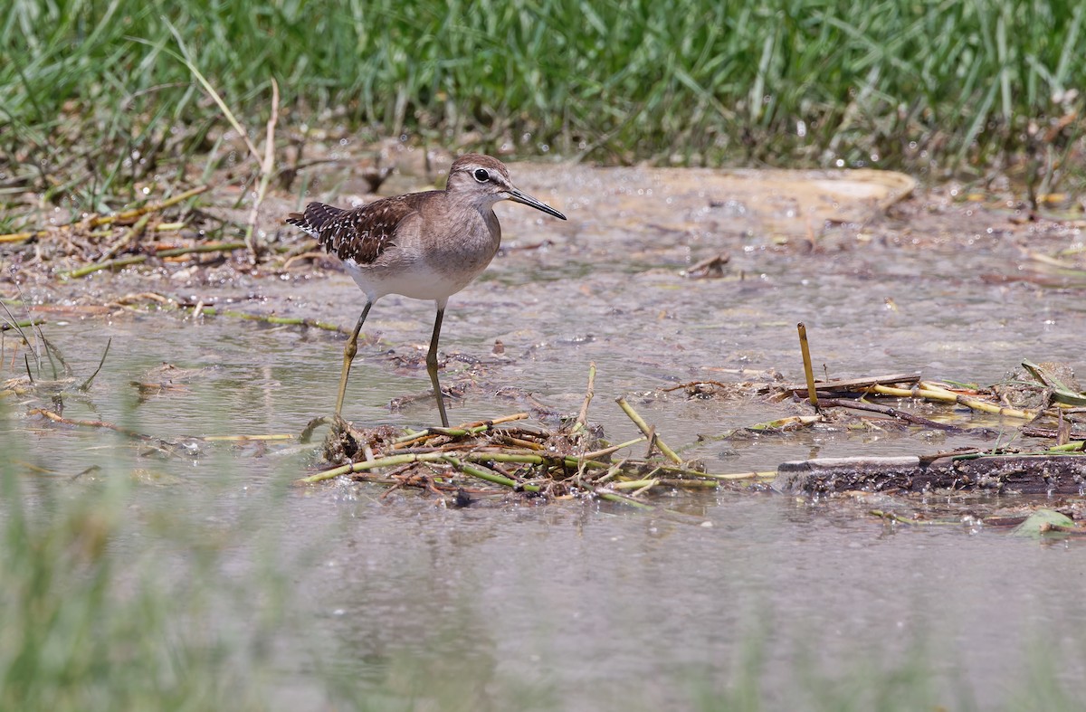 Wood Sandpiper - ML617817089