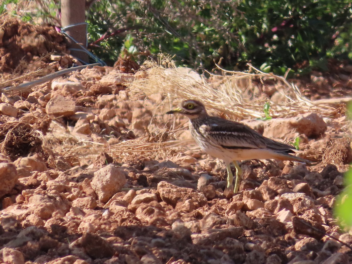 Eurasian Thick-knee - ML617817091