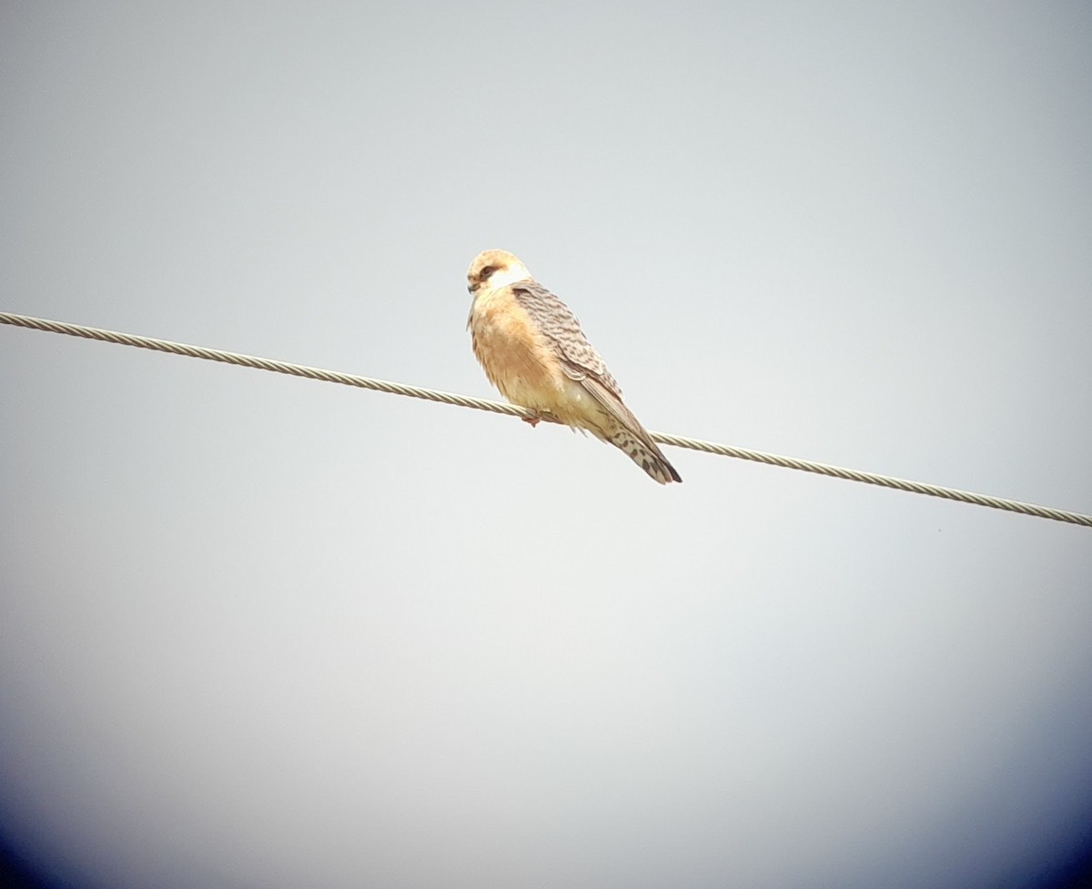 Red-footed Falcon - ML617817148