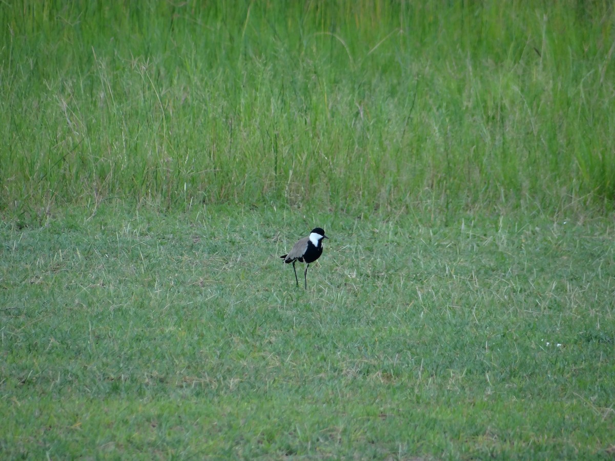Spur-winged Lapwing - ML617817185