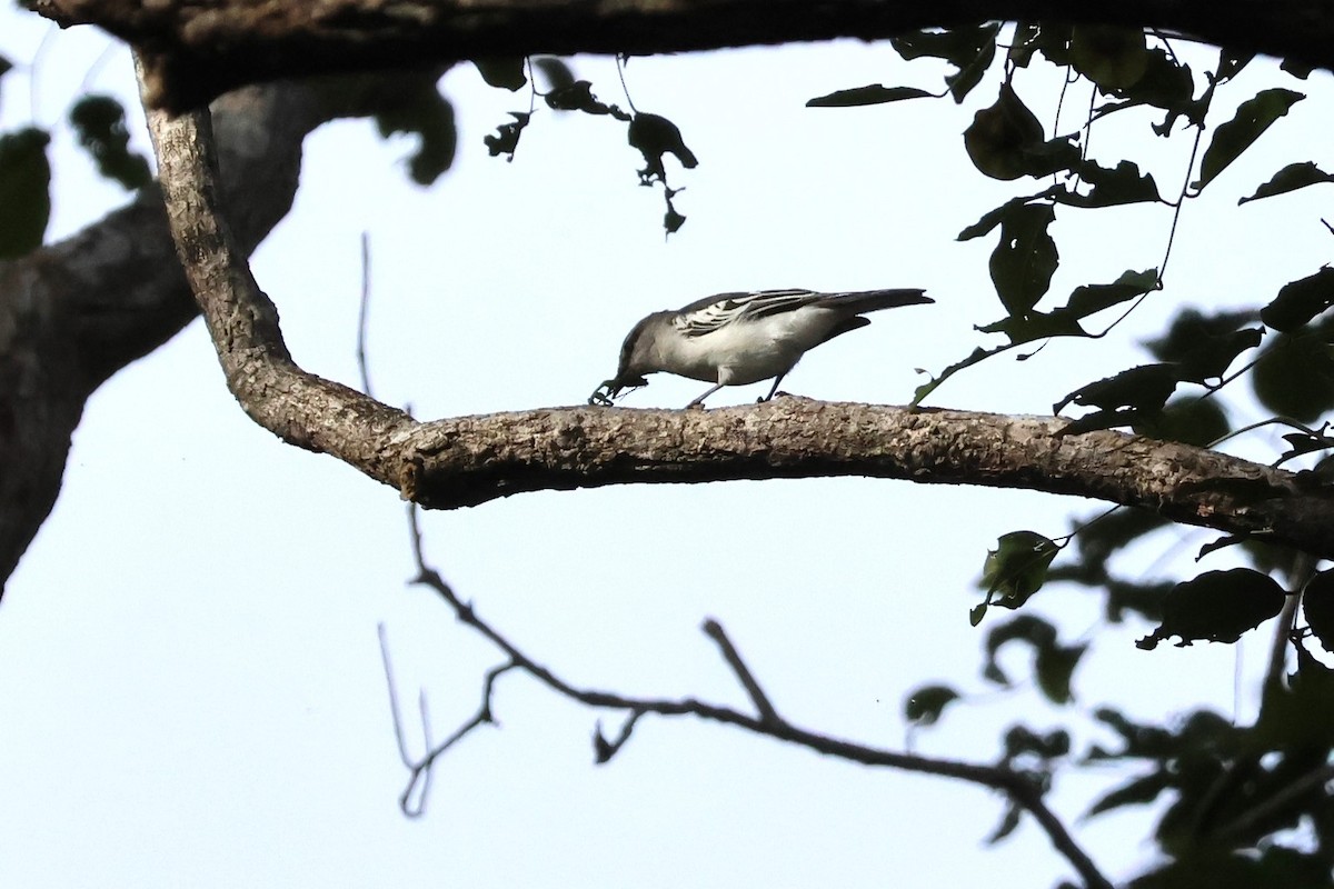 White-shouldered Triller - 瑞珍 楊