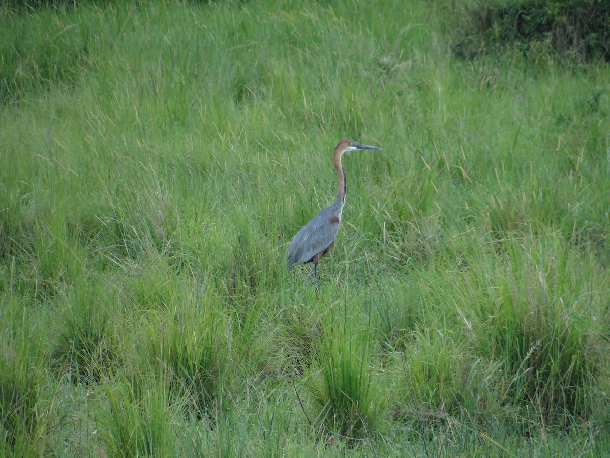 Goliath Heron - ML617817246