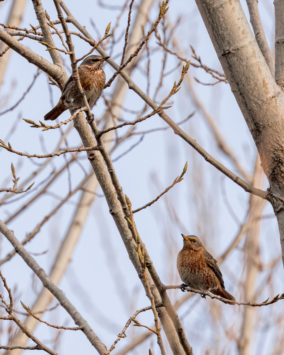 Naumann's Thrush - Ma Yan Bryant