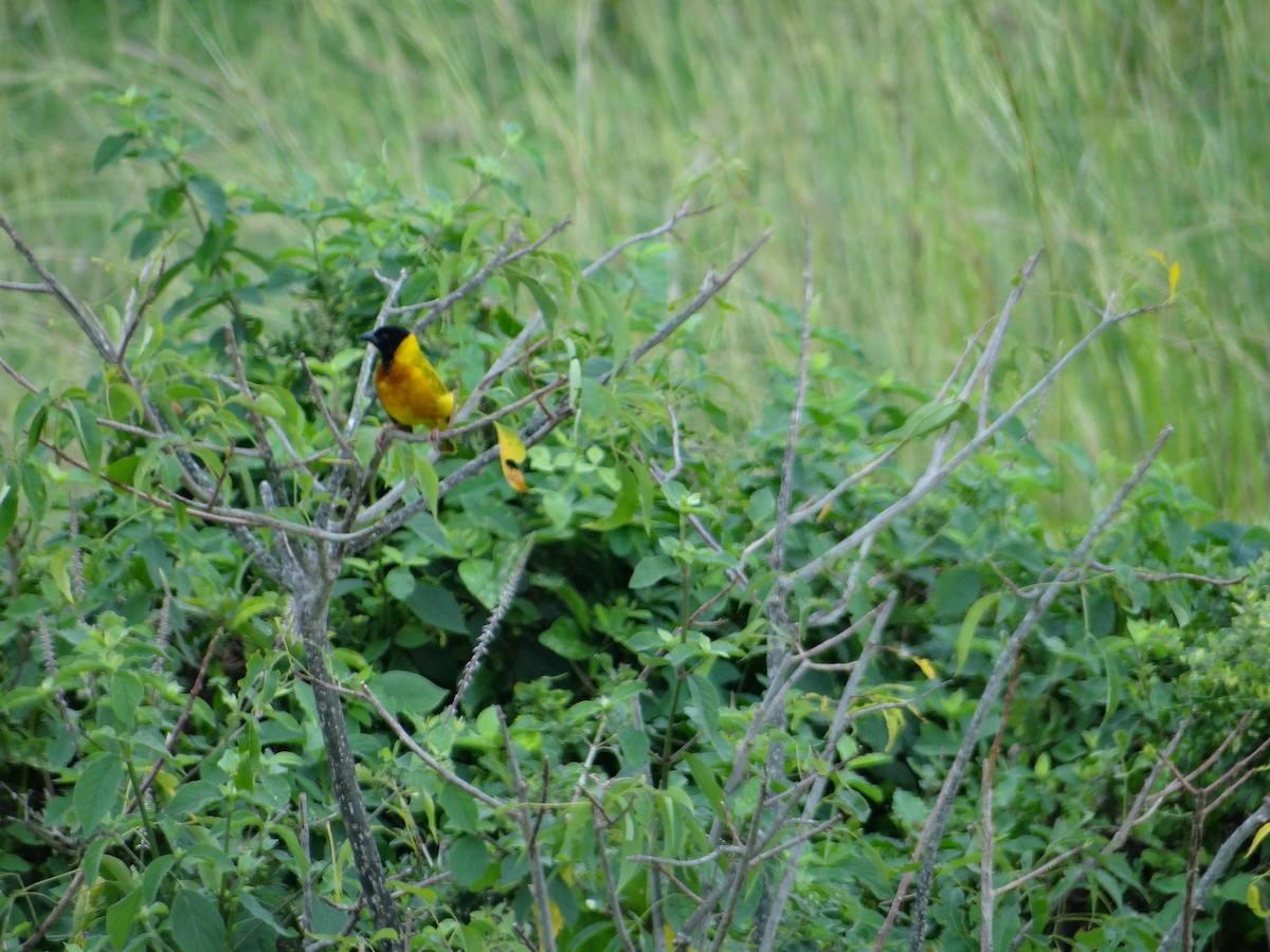 Black-headed Weaver - ML617817275