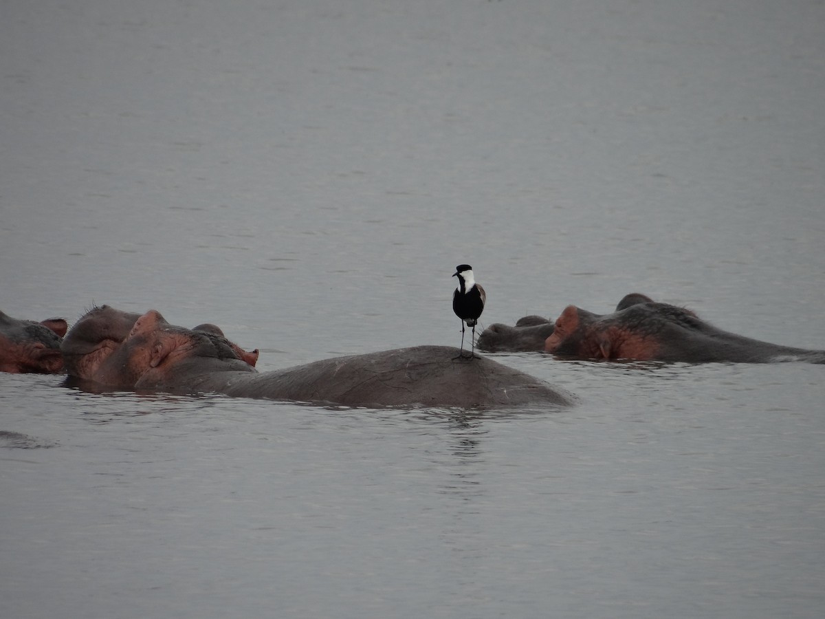 Spur-winged Lapwing - ML617817288