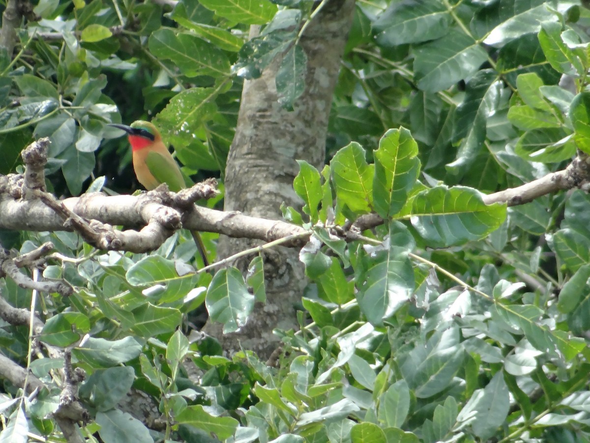 Red-throated Bee-eater - Miguel Angel Benedicto