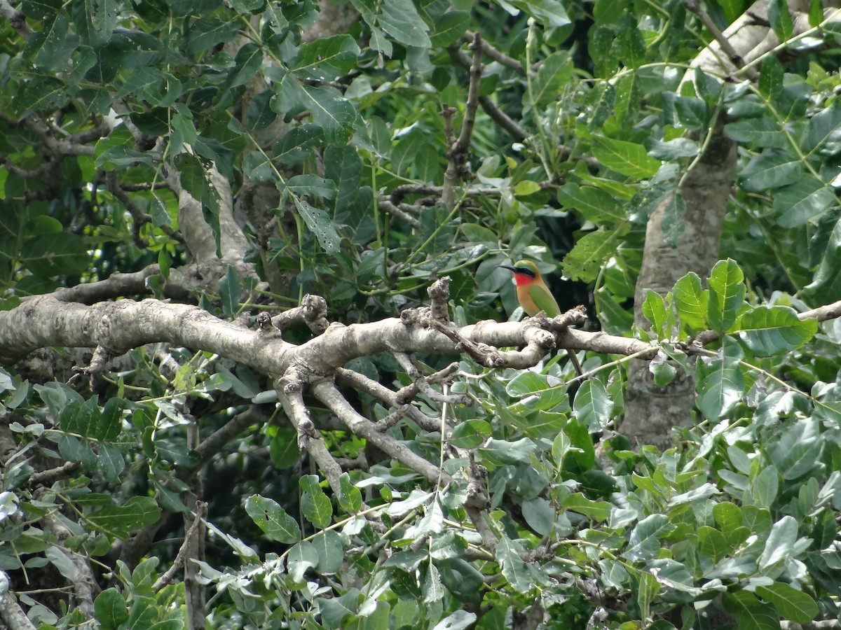 Guêpier à gorge rouge - ML617817312