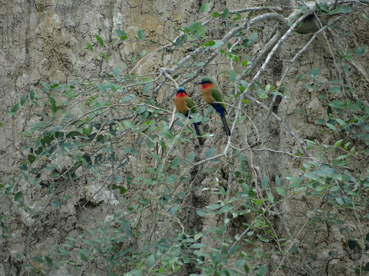 Guêpier à gorge rouge - ML617817332