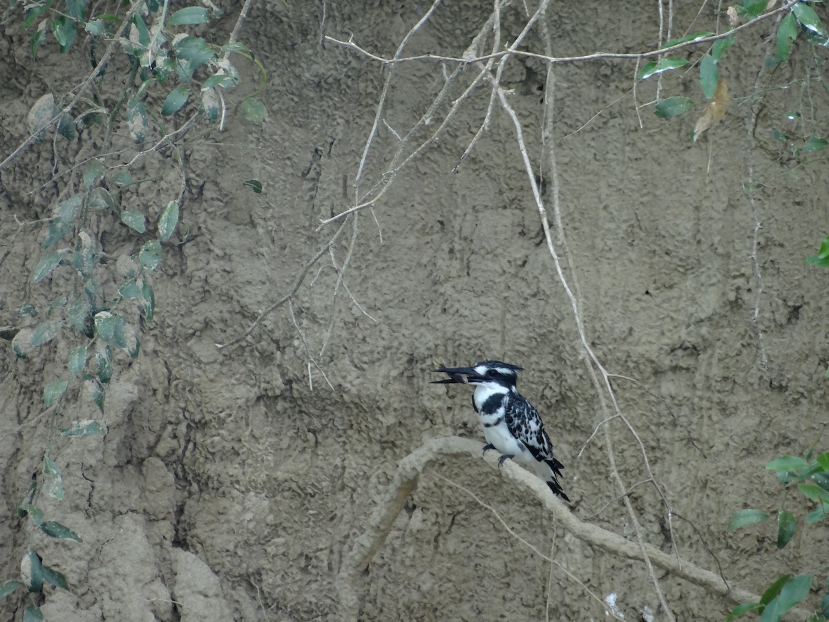 Pied Kingfisher - ML617817350