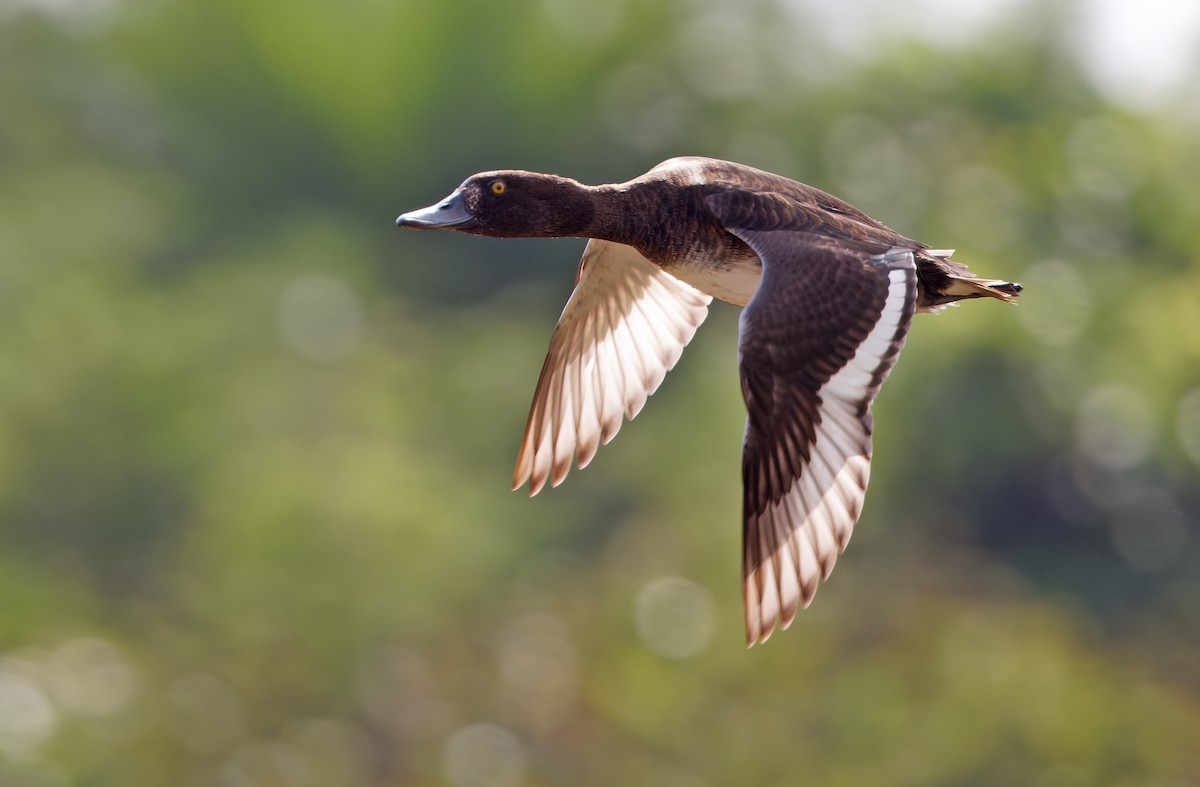 Tufted Duck - ML617817363