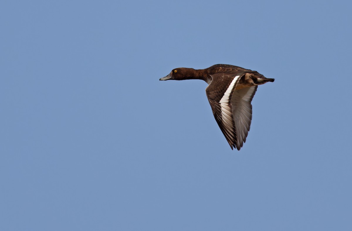 Tufted Duck - ML617817365