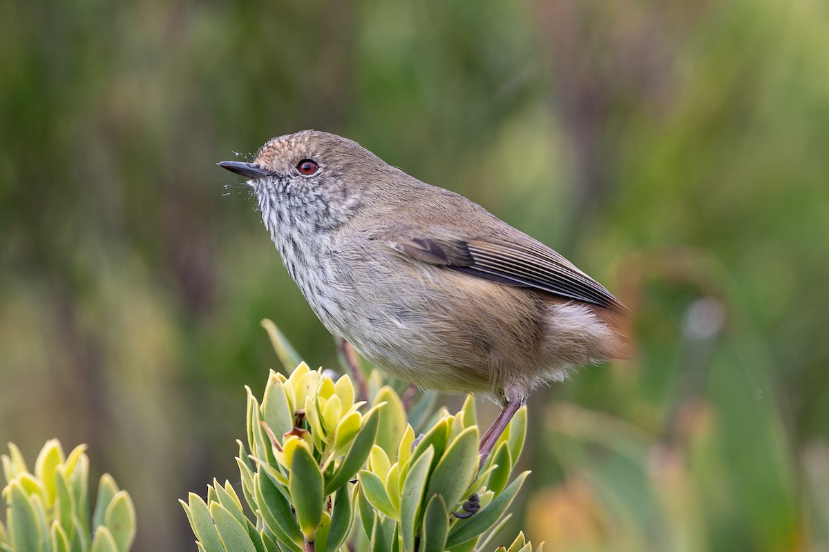 Brown Thornbill - ML617817378