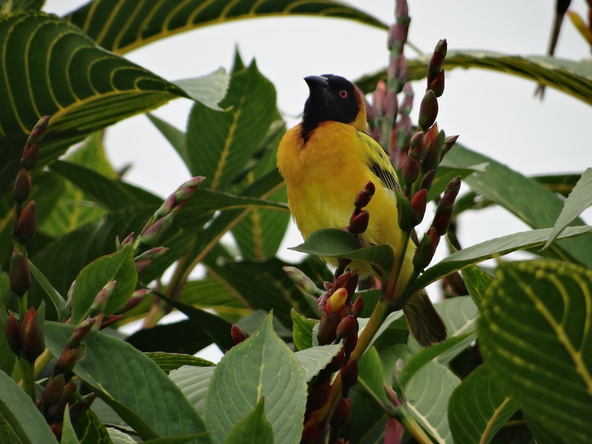 Village Weaver - ML617817383