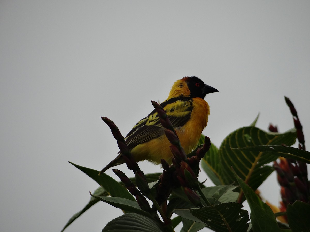 Village Weaver - ML617817385