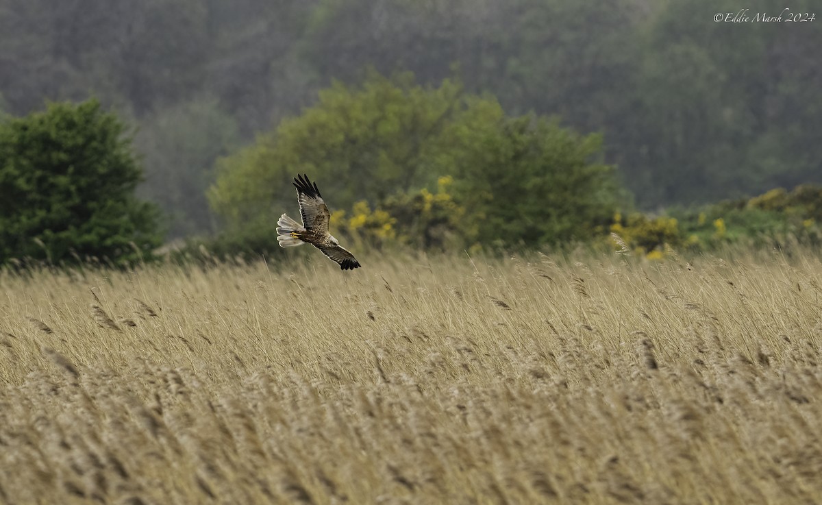 Western Marsh Harrier - ML617817398