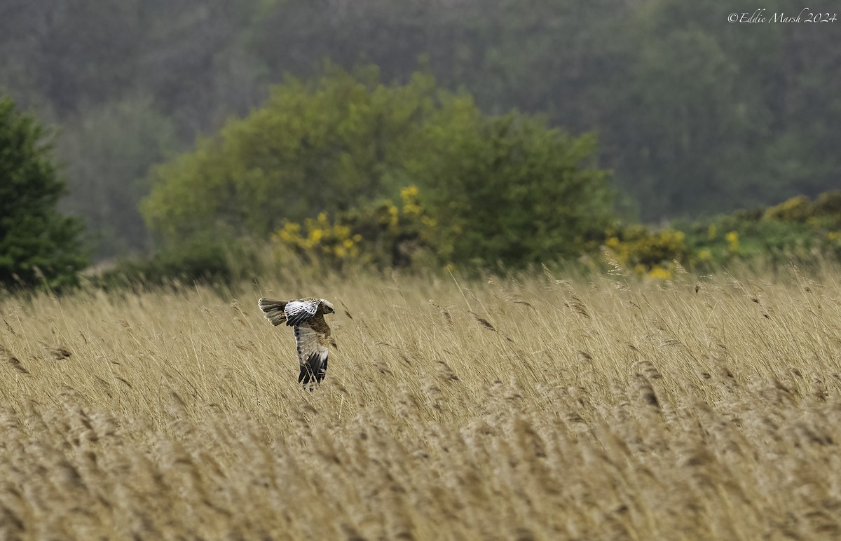 Western Marsh Harrier - ML617817401