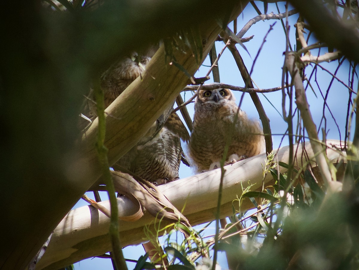 Great Horned Owl - Richard Bradus